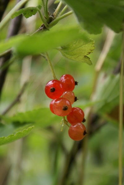 Red Currants / Gooseberries