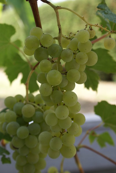 Grape from Portugal