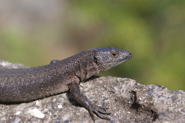 Lizard from Madeira 3