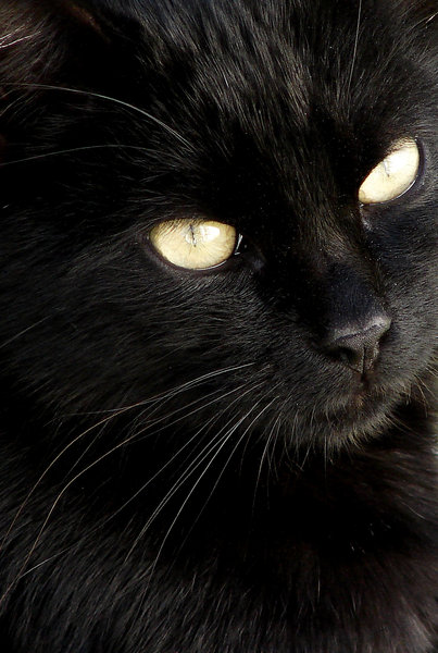 extreme closeup 3: cat closeup
