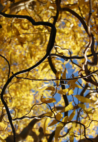 autumn texture: autumn leafs