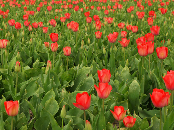 Tulip Season in the Netherland