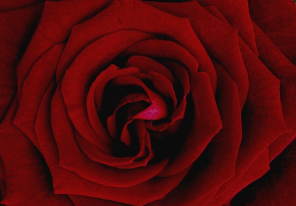 red rose: No description