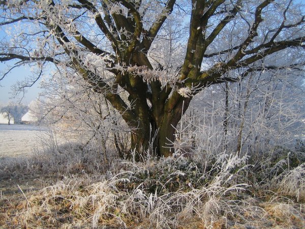 winter oak