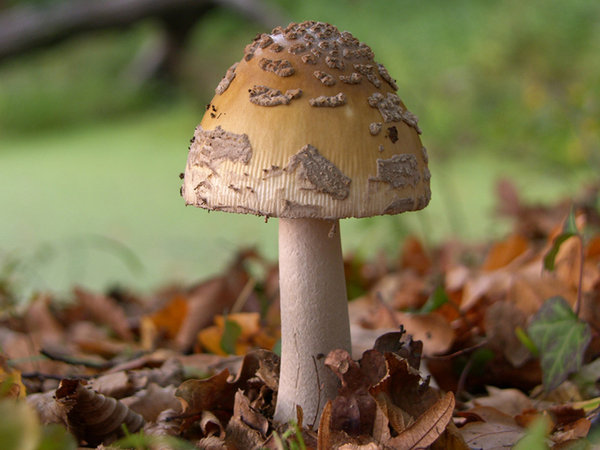 Crazy mushroom