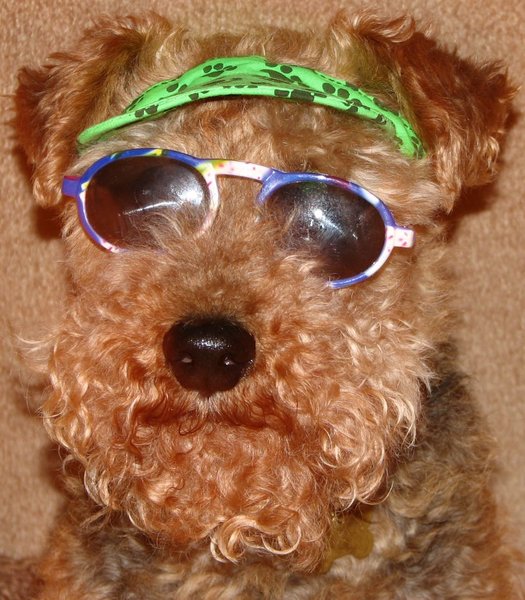 Cool Doggie: This is my dog Oliver He is a Welsh Terrier