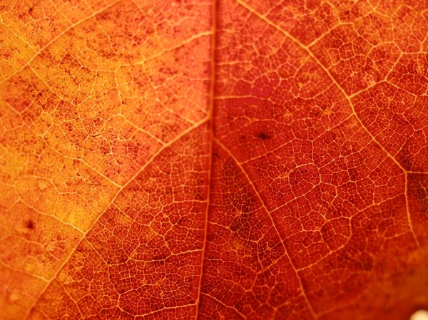 Leaf up close