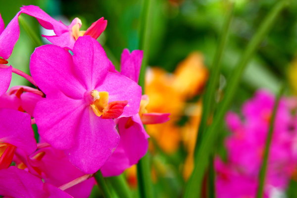 Orchid Season  3: Snapshot of beautiful orchids