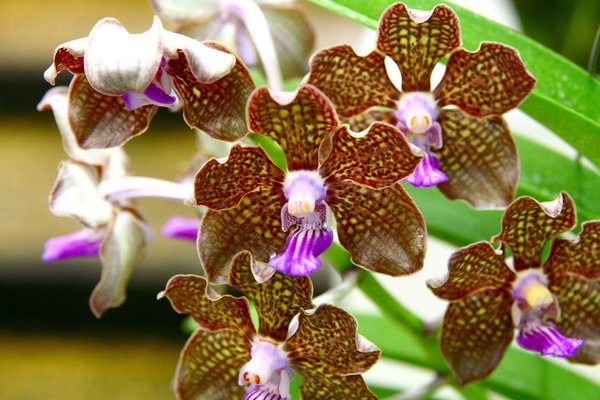 Orchid Season 5