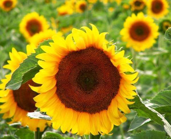 sun flower 7