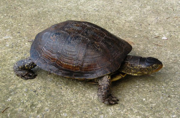 turtle 2