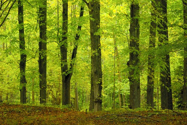 Beech wood in autumn: No description