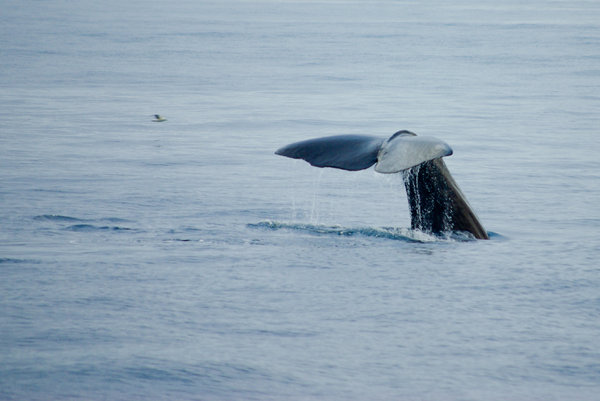 Da cauda da baleia: 
