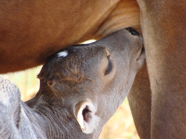 Calf  2: Calf drinking milk 