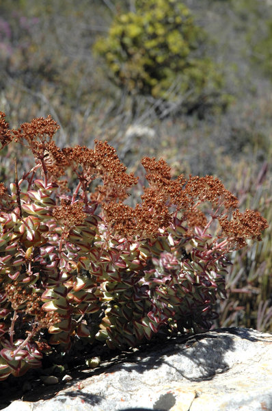 Karoo succulents 4