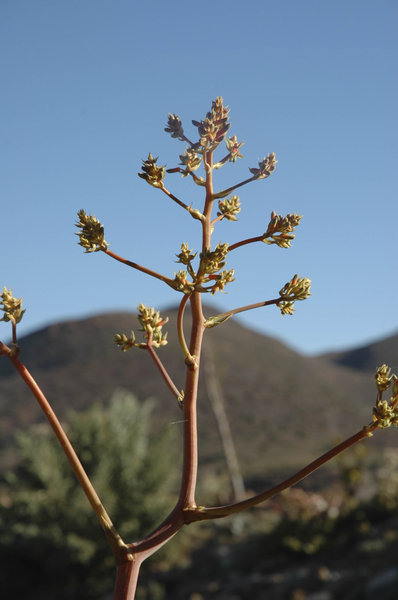 Karoo Succulents 10