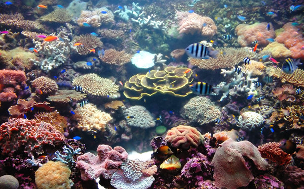 Coral Garden: An aquarium scene.NB: Credit to read 