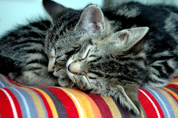 Peaceful Sleep: Two kittens sleepingNB: Credit to read 