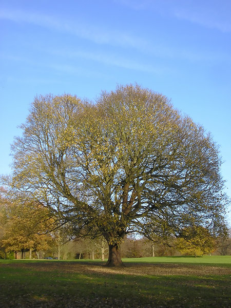 Autumn tree 2