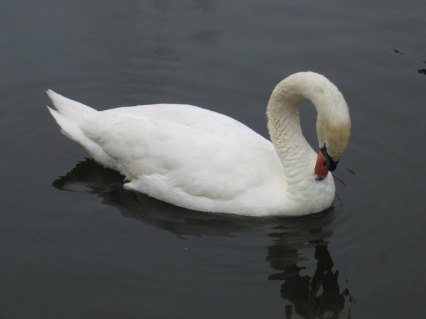 swan's cleaning