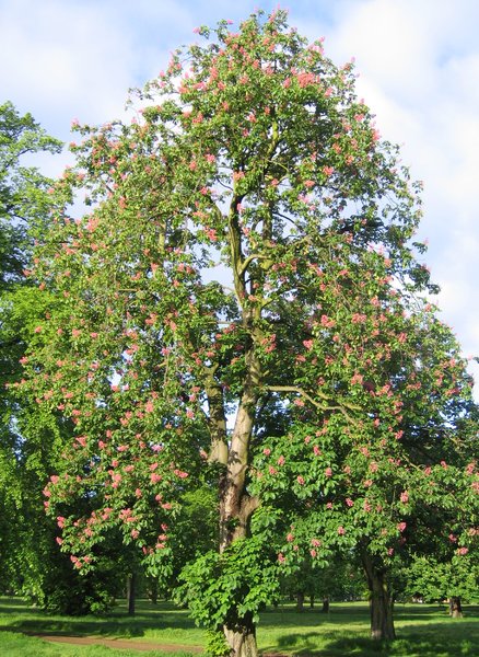red chestnut tree