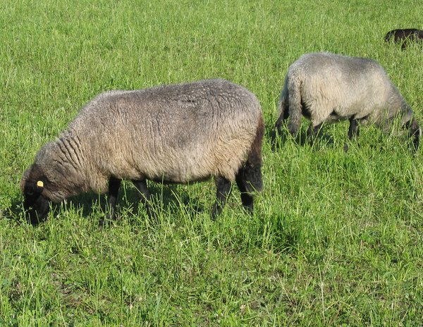 grazing sheep 2