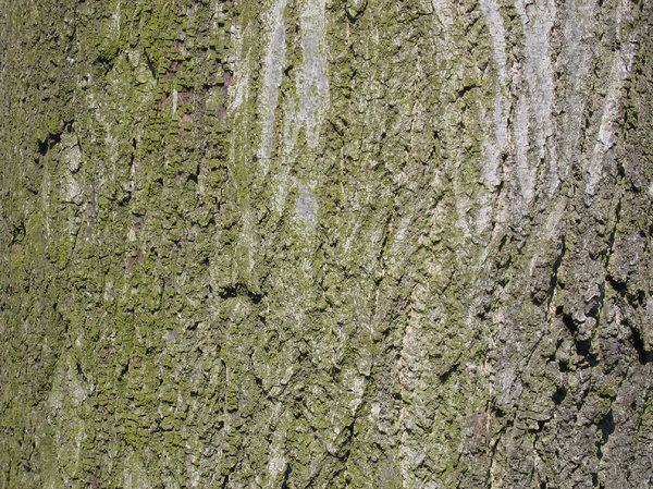 bark of a tree 2