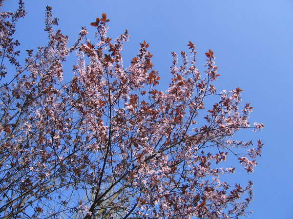 pastel spring blossoms