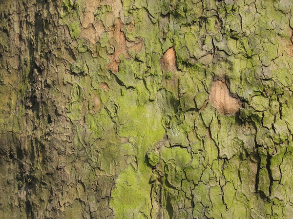 bark of a tree 4