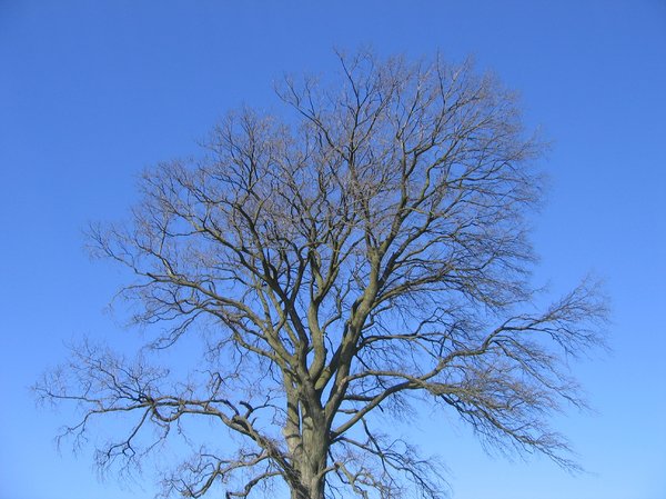 winter tree in spring sunshine