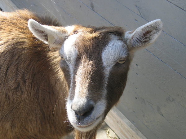 goat portrait