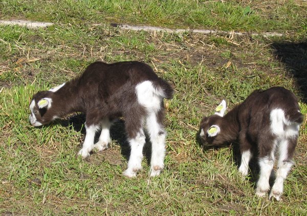 grazing goatlings