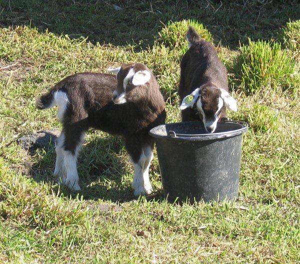 hungry goatlings