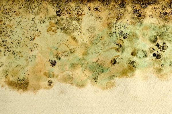 Moldy Art Paper Texture: Art paper that was wet and then molded creating an interesting pattern.