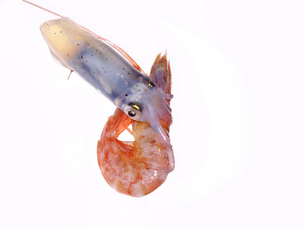 Squid Eating a Shrimp