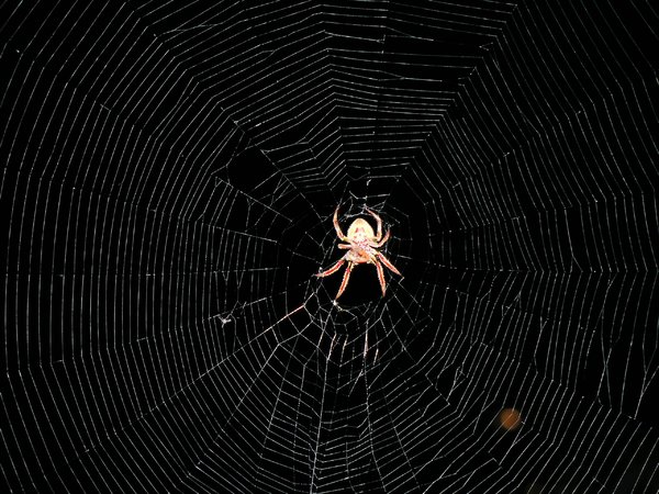 Neat looking spider: this thing made it's web between a tree a bush, it was huge!! i have no idea how he managed it, but some how he did