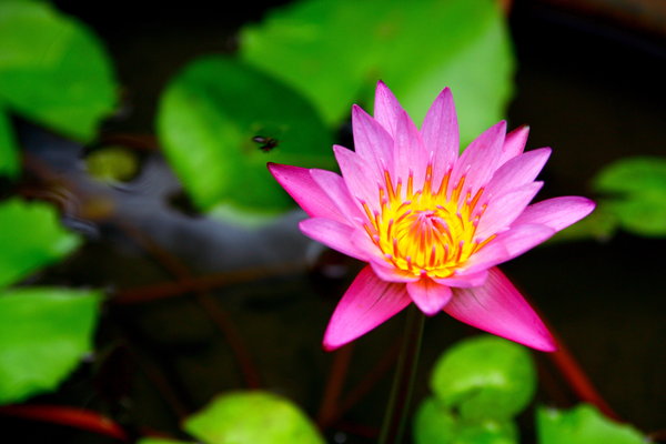 Waterlily 8
