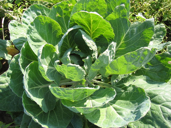 organic cabbage on a field