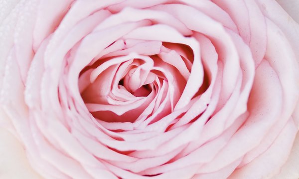 Rose el cielo de color rosa: 