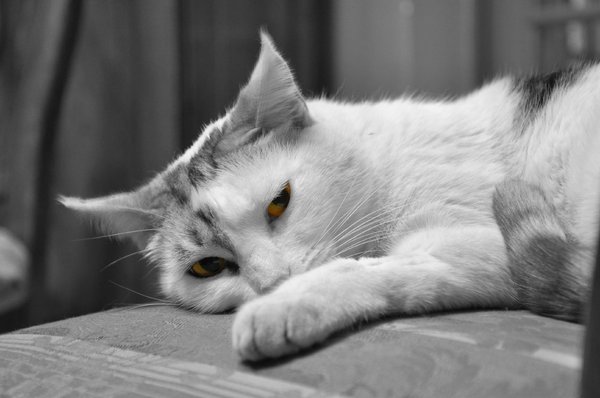 Yellow eyes cat