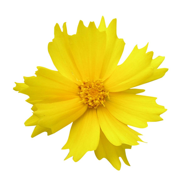 Gelbe Blume: 