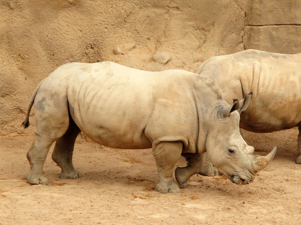 Rhinos: 