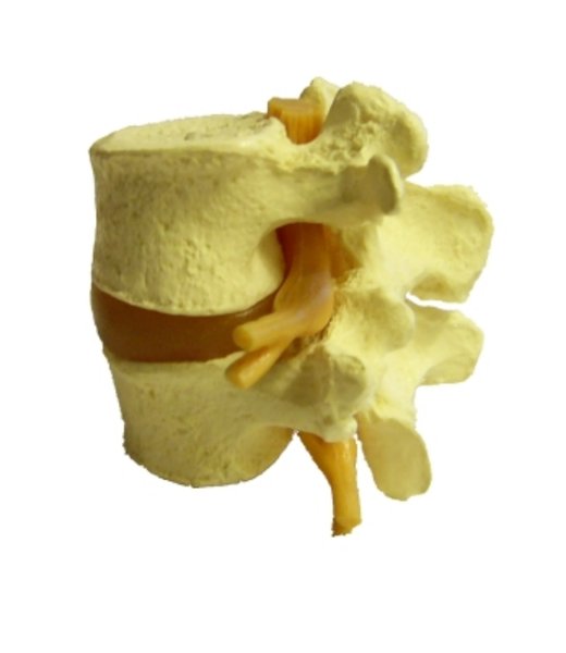 Lumbar model