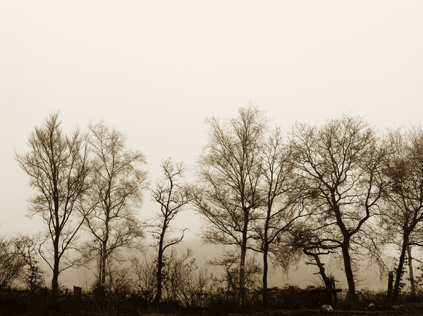 Old Trees: A row of old trees in a foggy sepia setting.