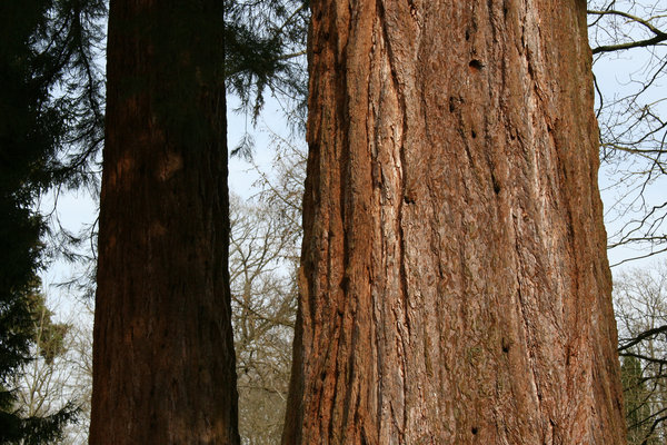 Redwood: Trunks of redwood (Sequoia) trees in an arboretum in England.
