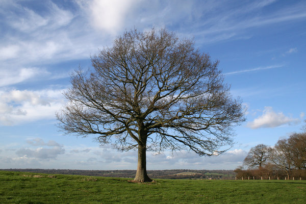 árvore de inverno: 