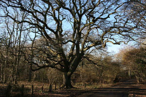 Forest oak