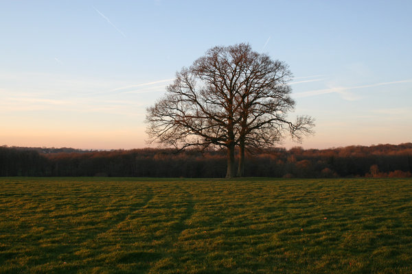 Oaks at sunset