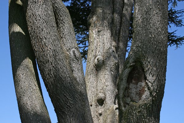 Cedar trunks