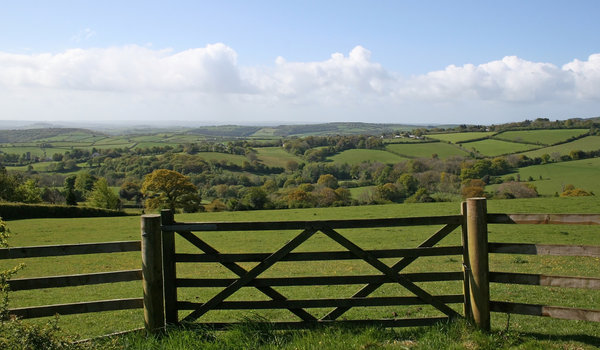 Devon gate: Gated field landscape of Devon, England, in summer.